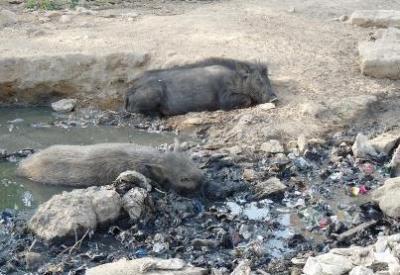 "Wallowing in the Mire" (2 Pet. 2:22)