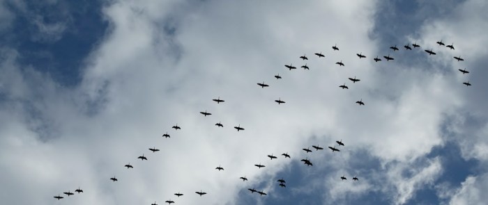 Canadian Geese Migration