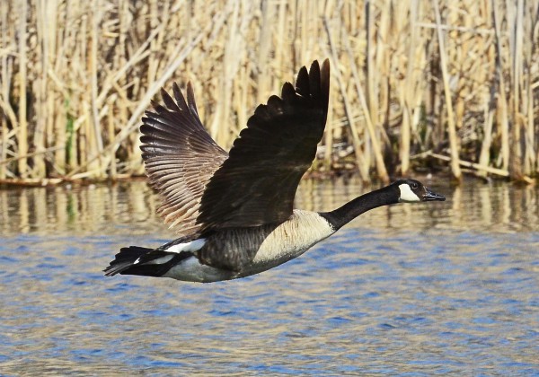 Canadian Goose in Flight