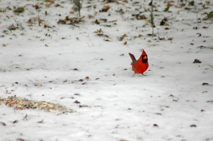 CardinalSnow