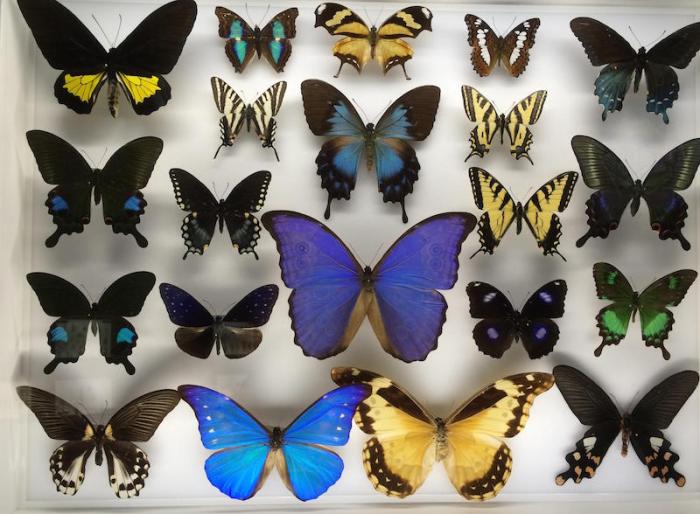 Butterflies Mounted
